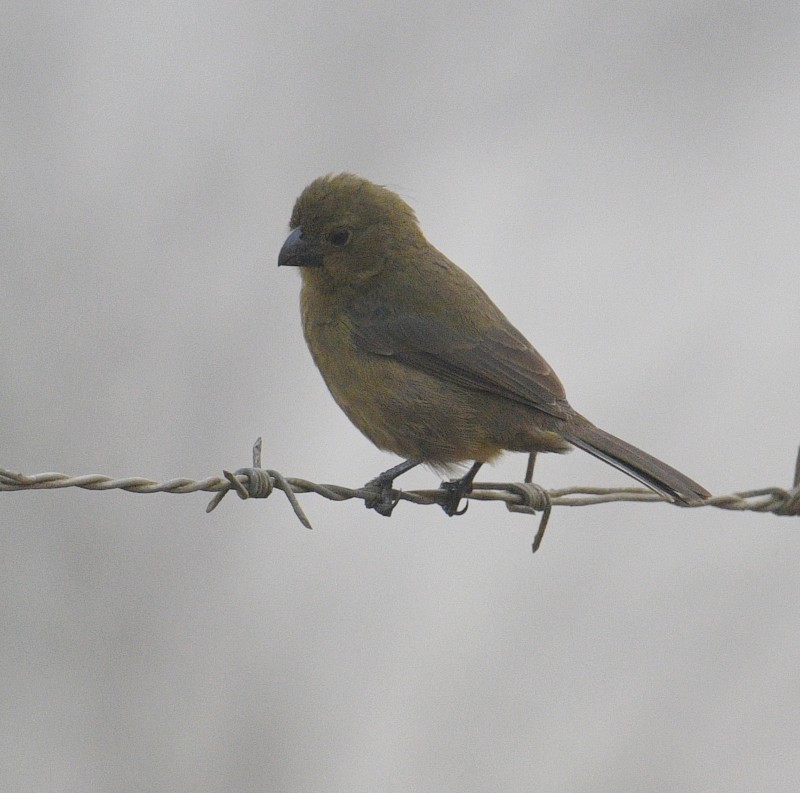 Variable Seedeater - ML616438913