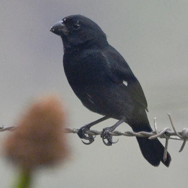 Variable Seedeater - ML616438914