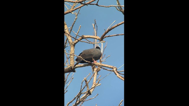 White-crowned Pigeon - ML616438921