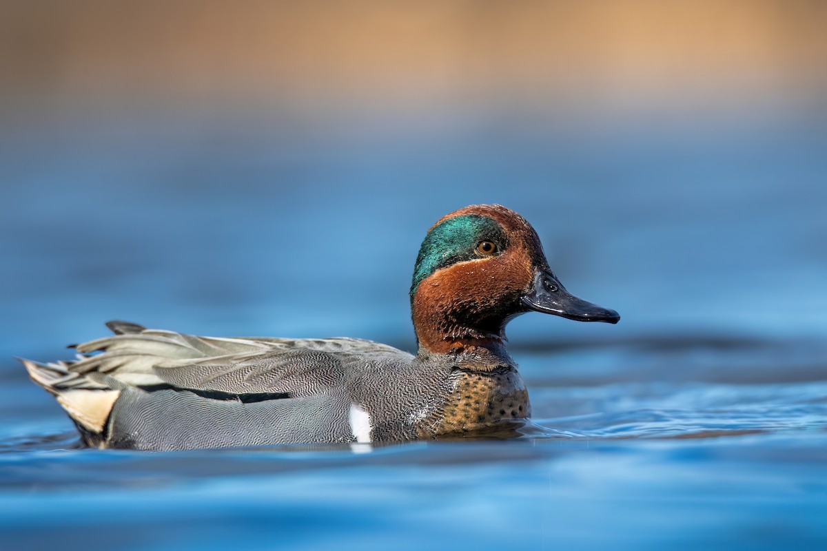 Green-winged Teal - ML616439075