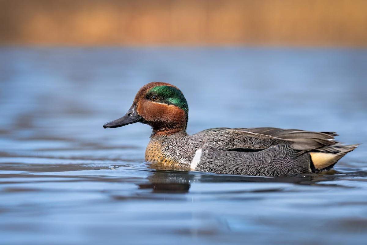 Green-winged Teal - ML616439077