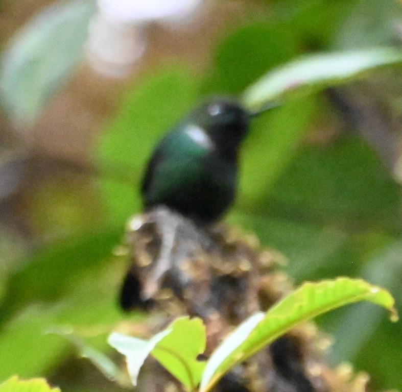 kolibřík bělolímcový - ML616439302
