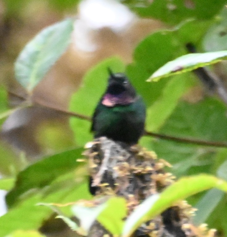 kolibřík bělolímcový - ML616439304