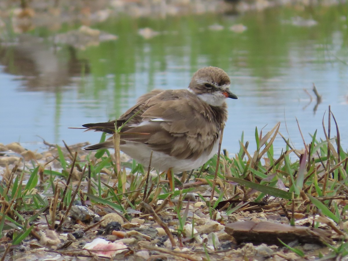 Semipalmated Plover - Holly Cox