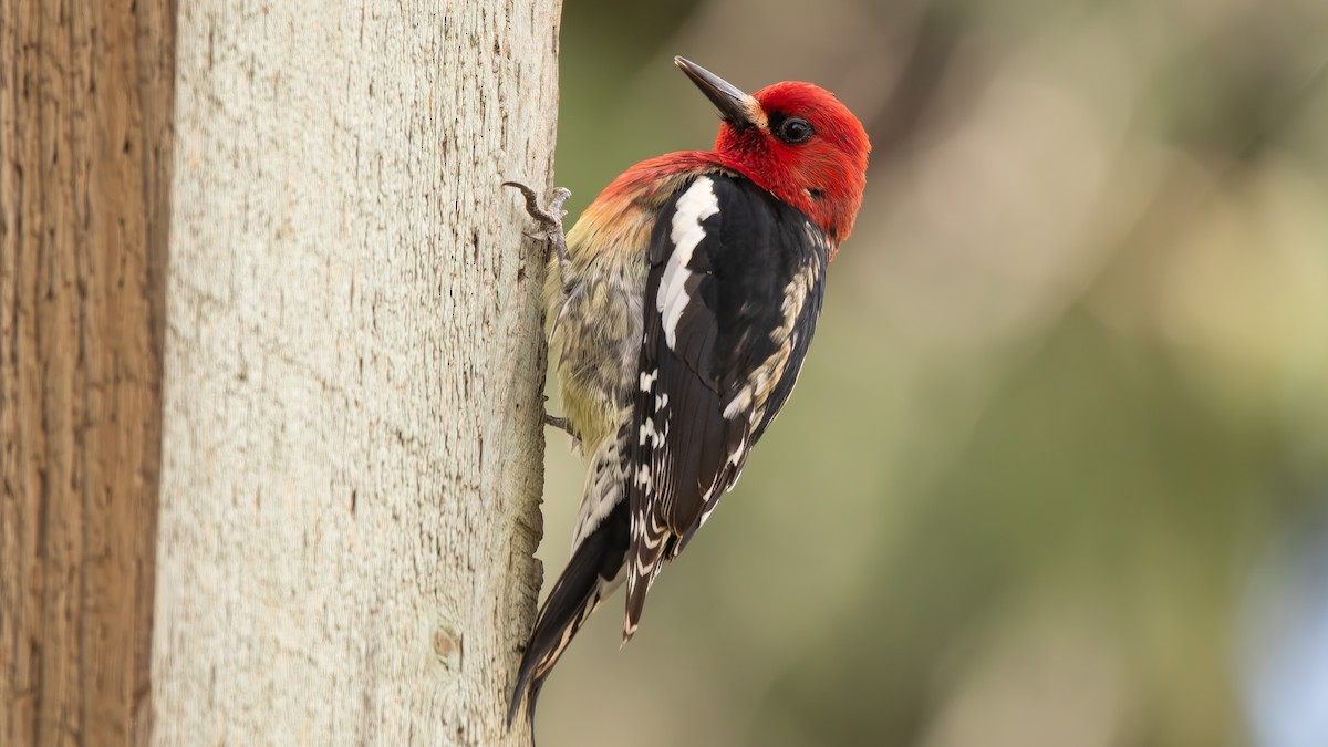 Red-breasted Sapsucker - ML616439369