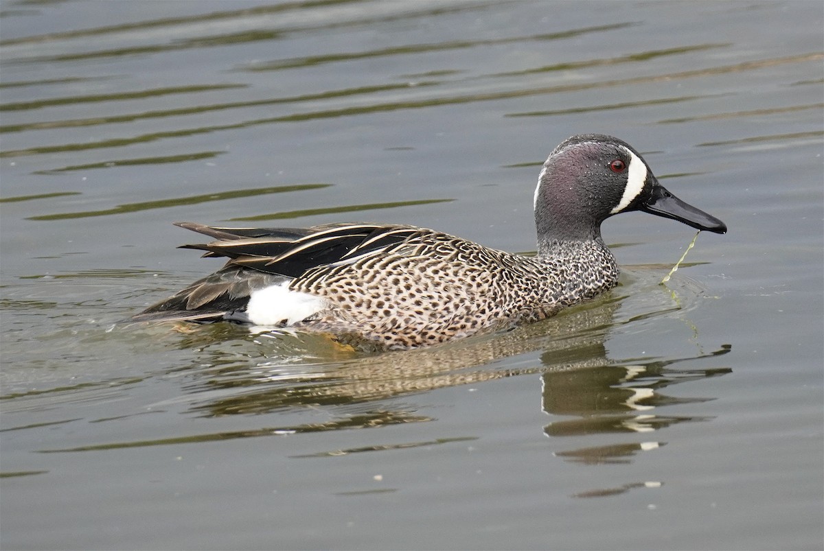 Blue-winged Teal - Frank Farrell