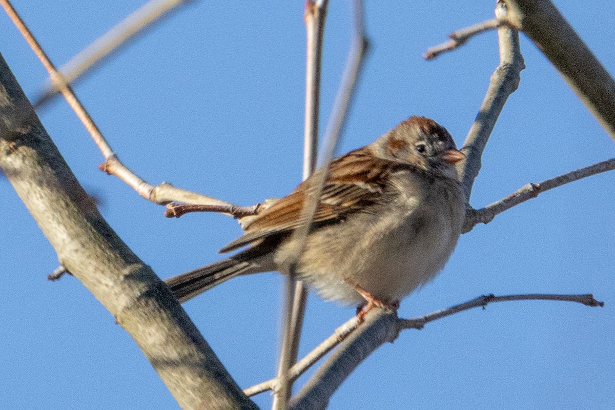 Field Sparrow - ML616439965
