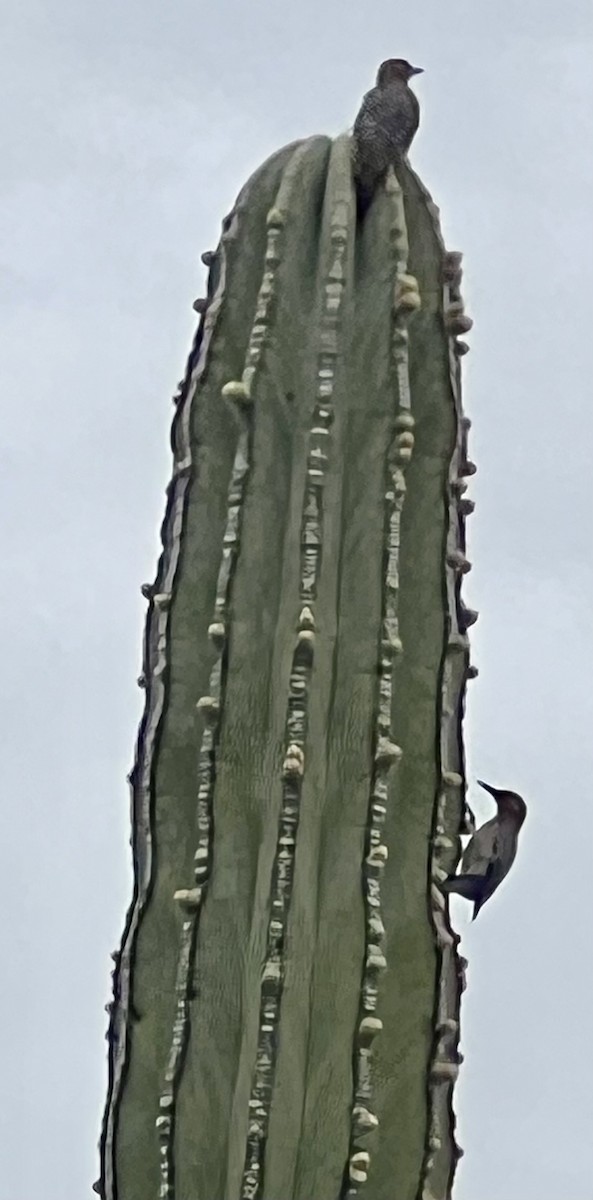 Pic des saguaros - ML616440113