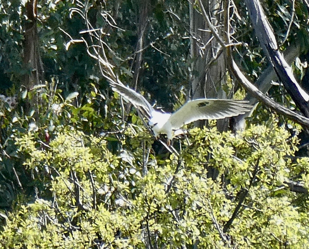 White-tailed Kite - ML616440115