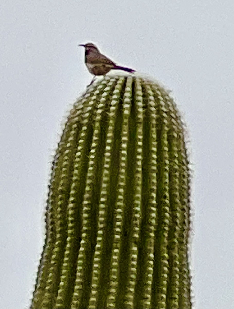 Troglodyte des cactus - ML616440126