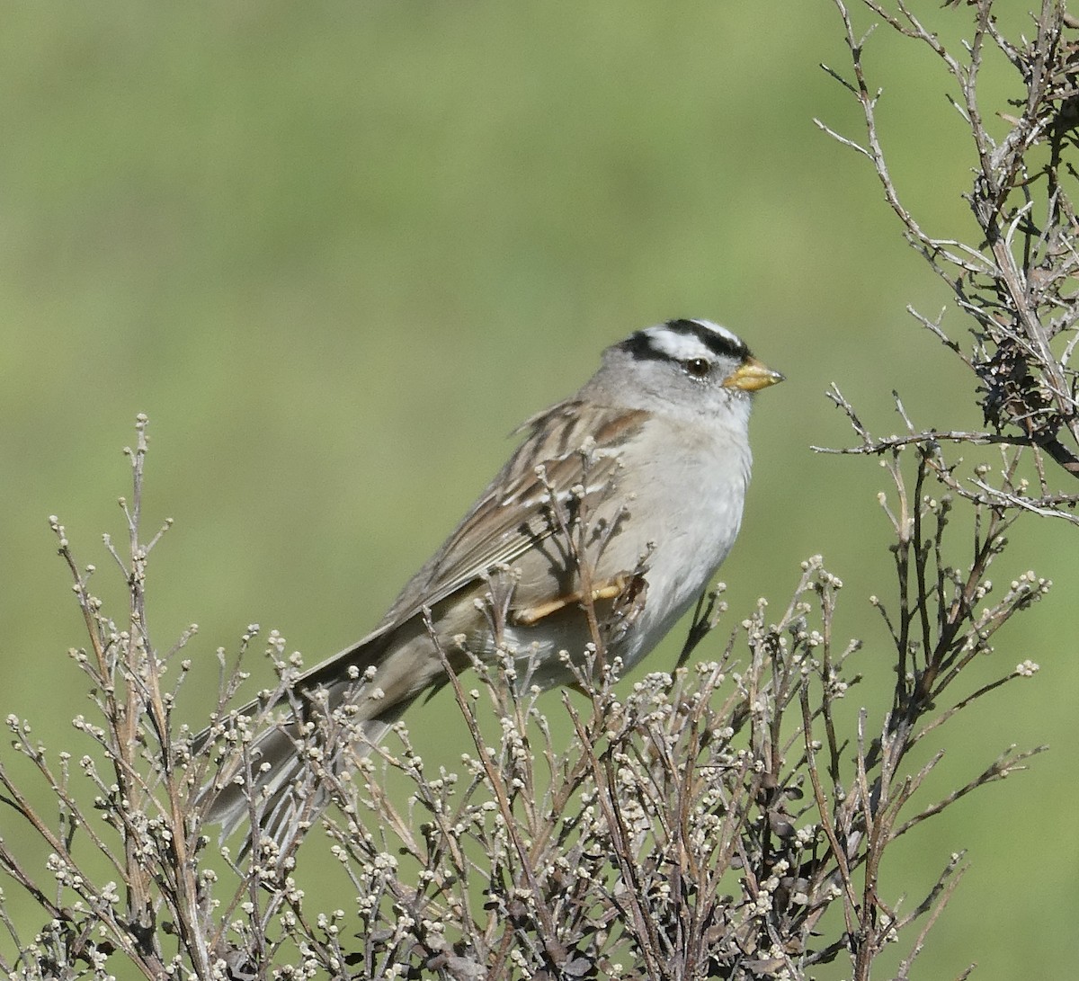 White-crowned Sparrow - ML616440194