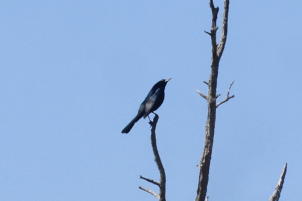 Boat-tailed Grackle - ML616440223