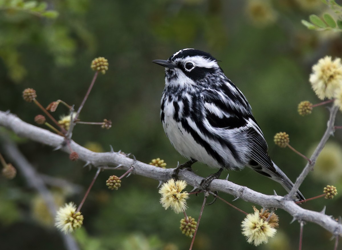 Black-and-white Warbler - ML616440280