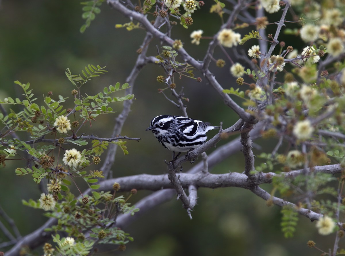 Black-and-white Warbler - ML616440281