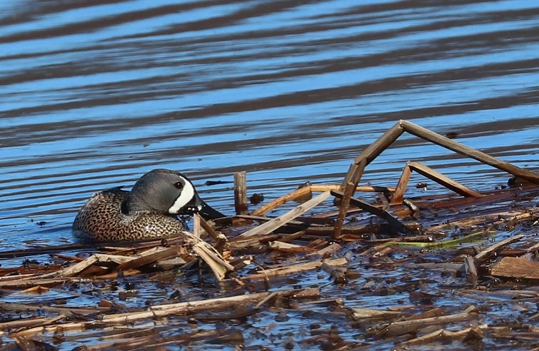 Blue-winged Teal - Michael Muller