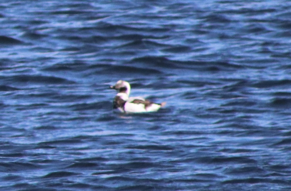 Long-tailed Duck - ML616440504
