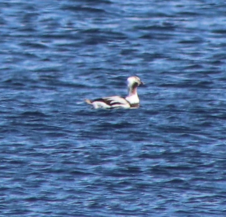 Long-tailed Duck - ML616440505