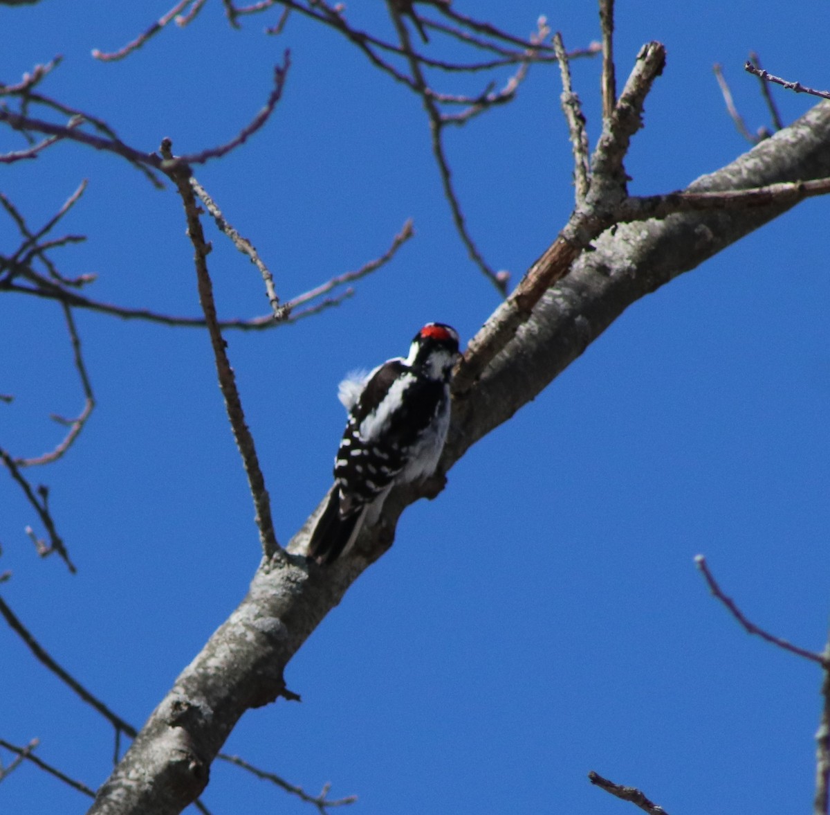 Hairy Woodpecker - ML616440597