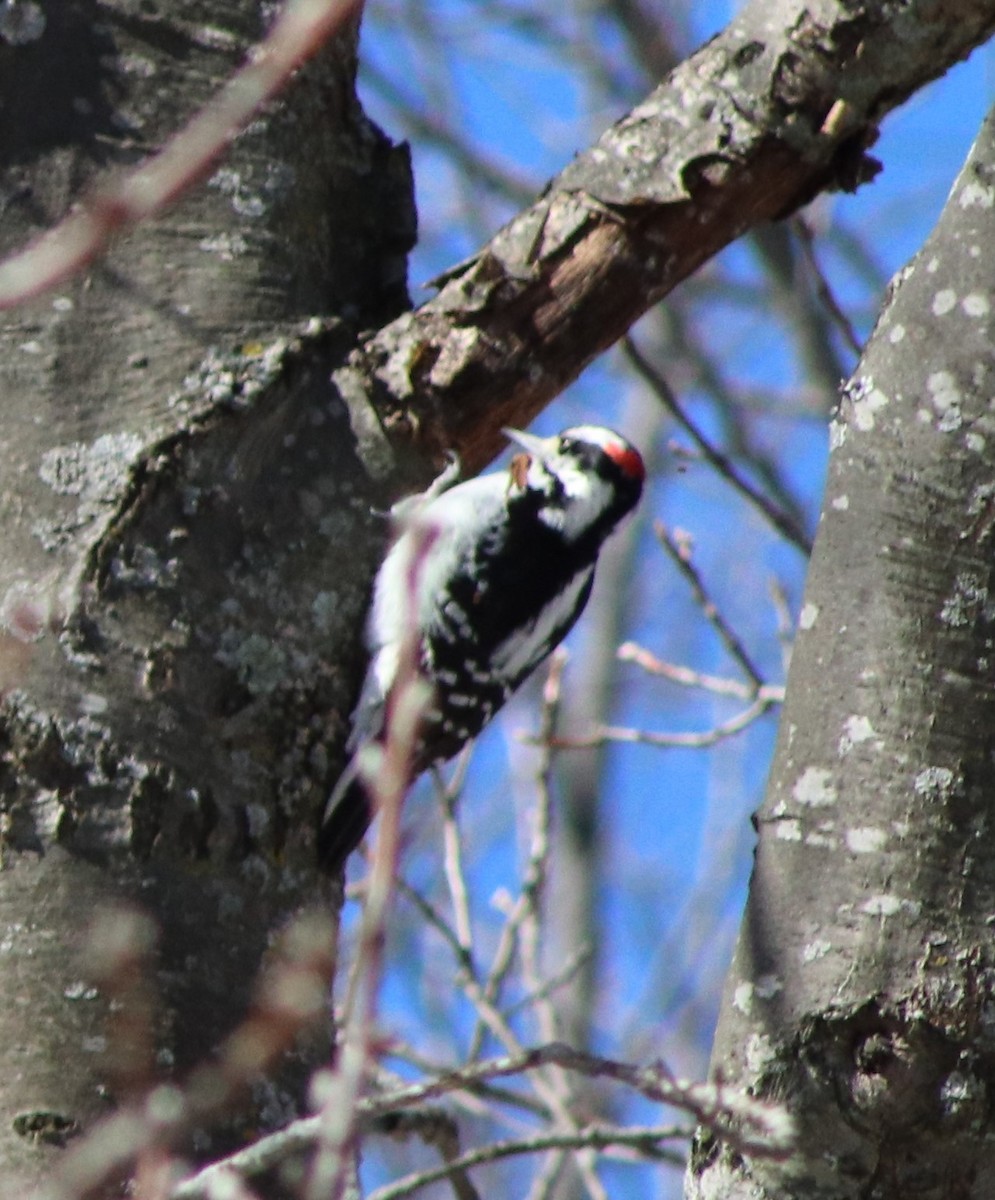 Hairy Woodpecker - ML616440598