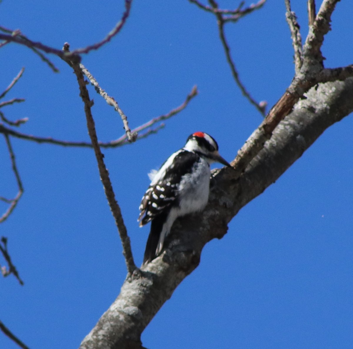 Hairy Woodpecker - ML616440599