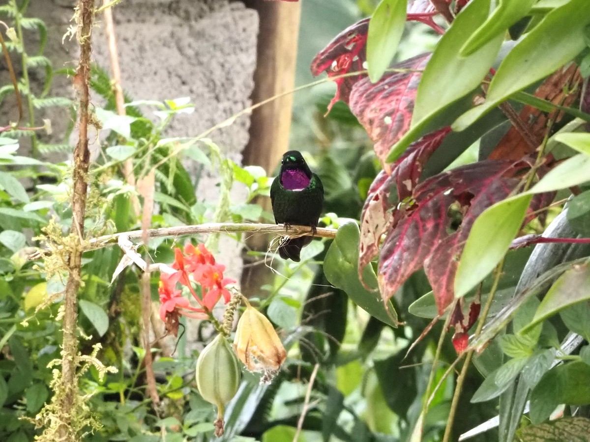 kolibřík bělolímcový - ML616440723