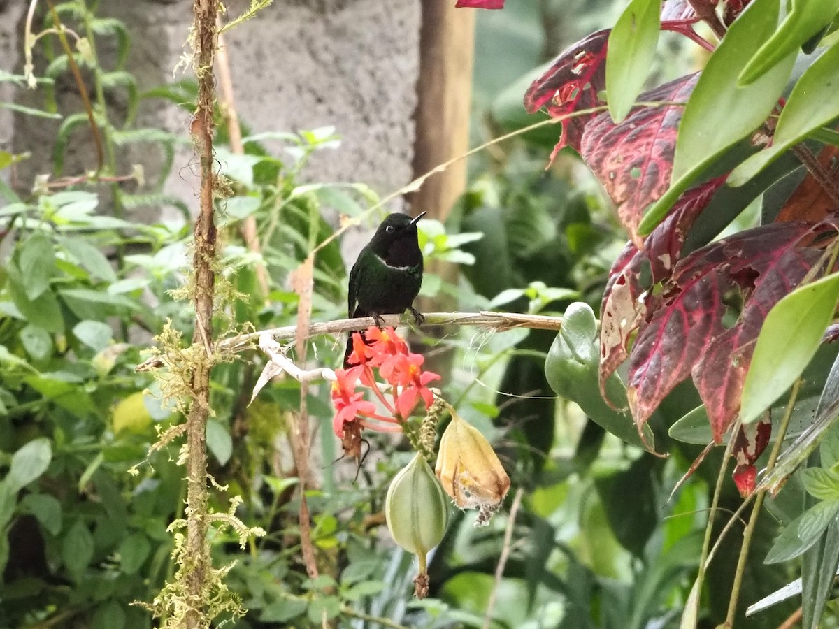 kolibřík bělolímcový - ML616440724