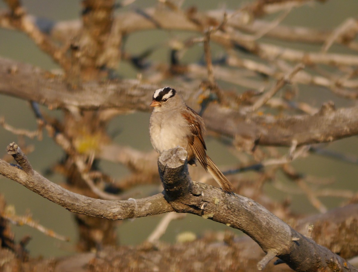 White-crowned Sparrow - ML616440733