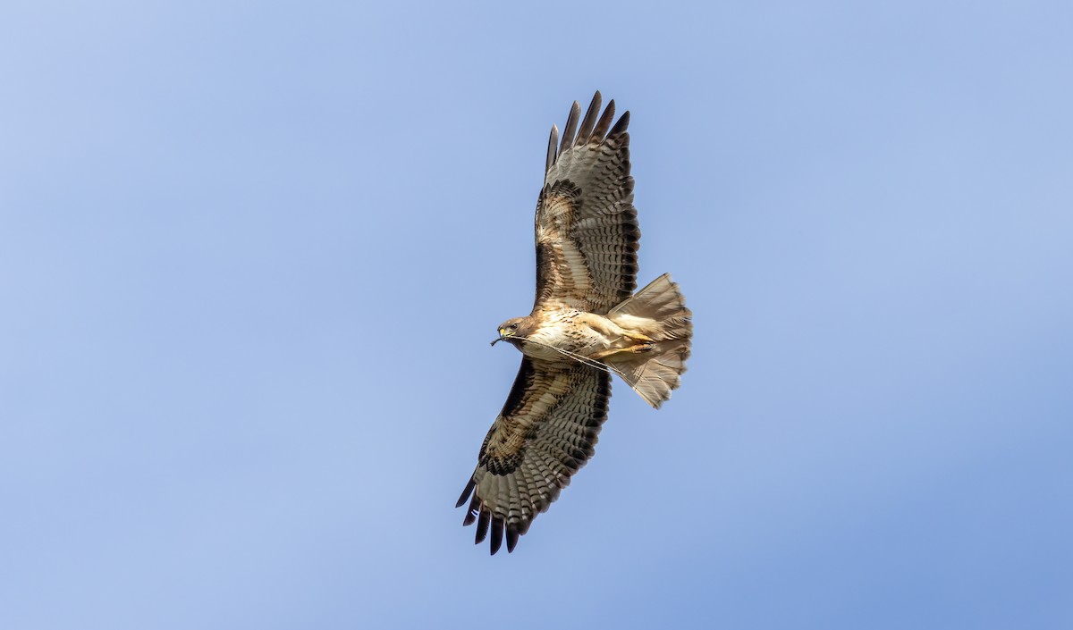 Red-tailed Hawk - ML616440752