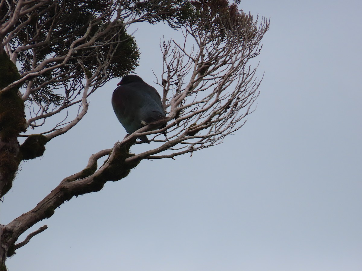 New Zealand Pigeon - ML616440874