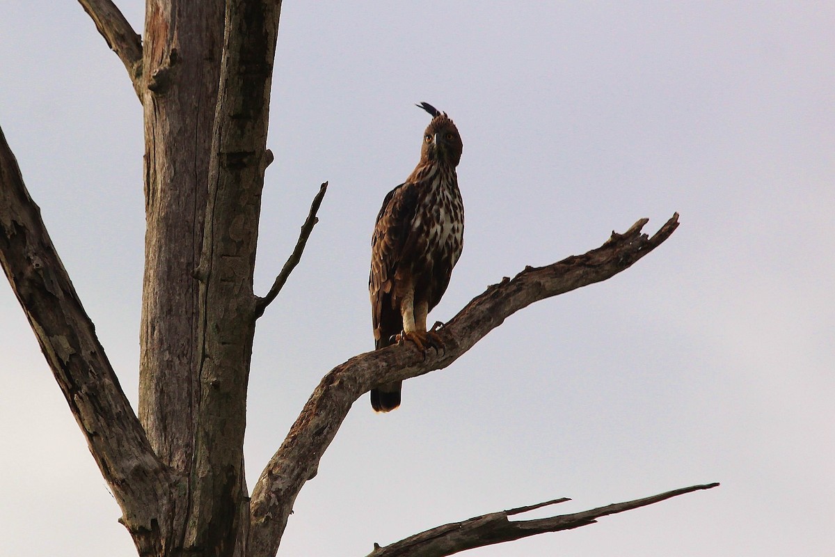 Changeable Hawk-Eagle (Crested) - ML616440951