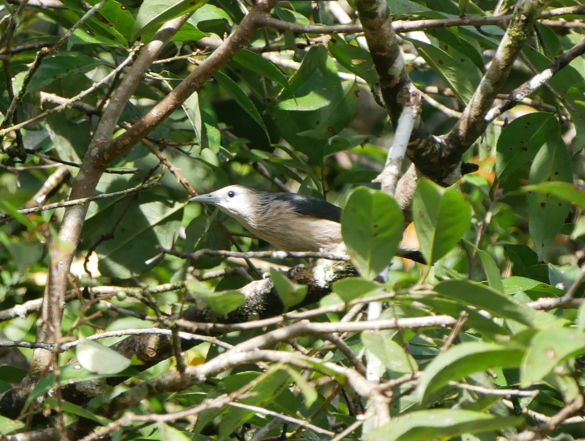 White-faced Starling - ML616440999