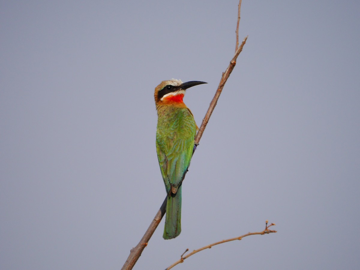 White-fronted Bee-eater - ML616441078