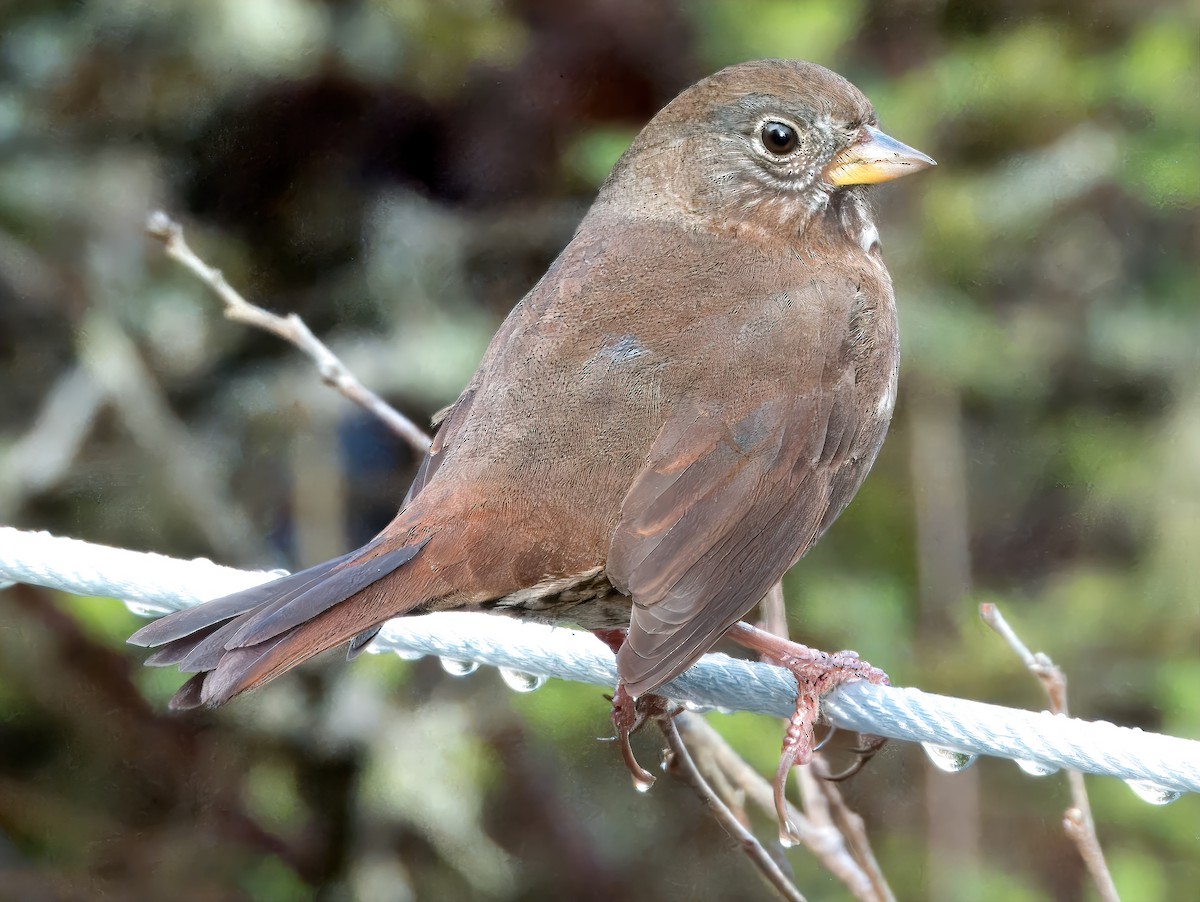 Fox Sparrow (Sooty) - ML616441172