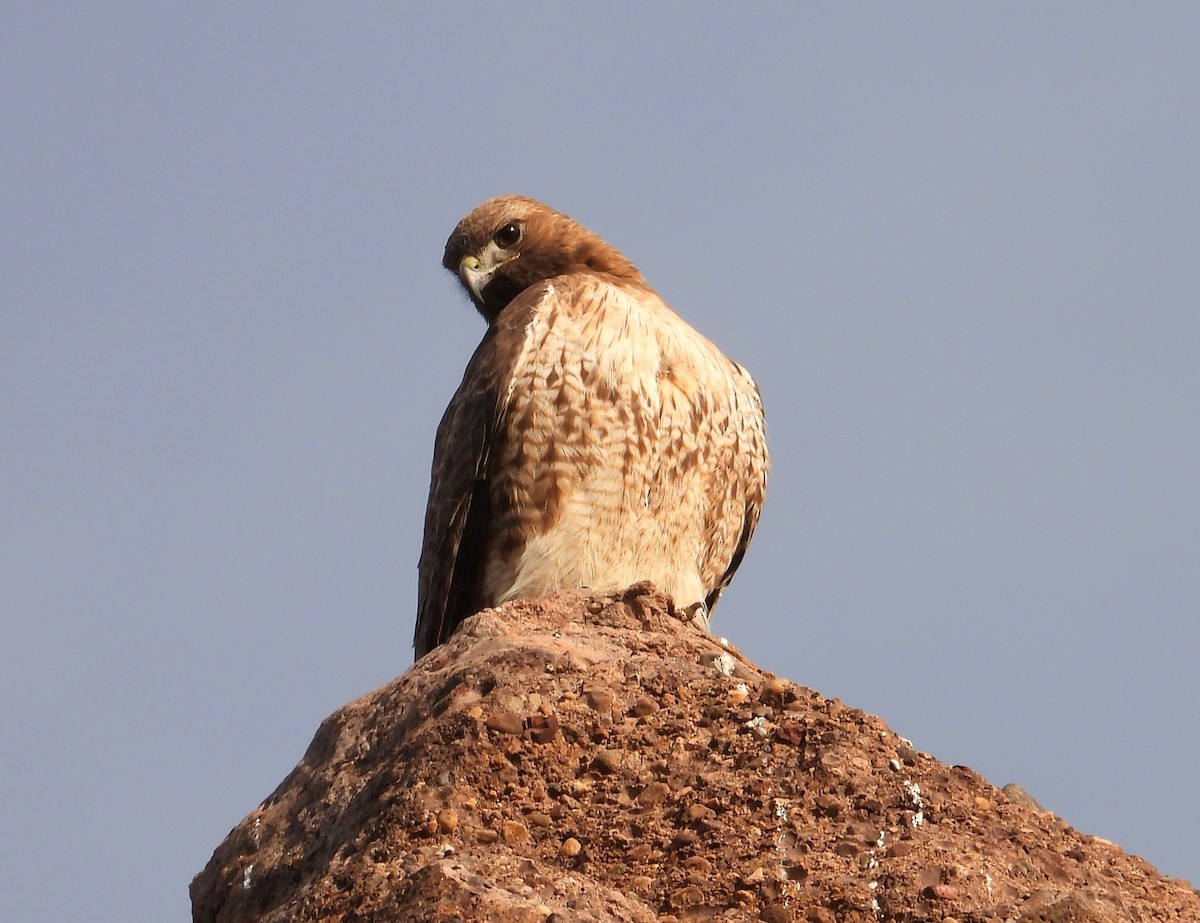 Red-tailed Hawk (calurus/alascensis) - ML616441375