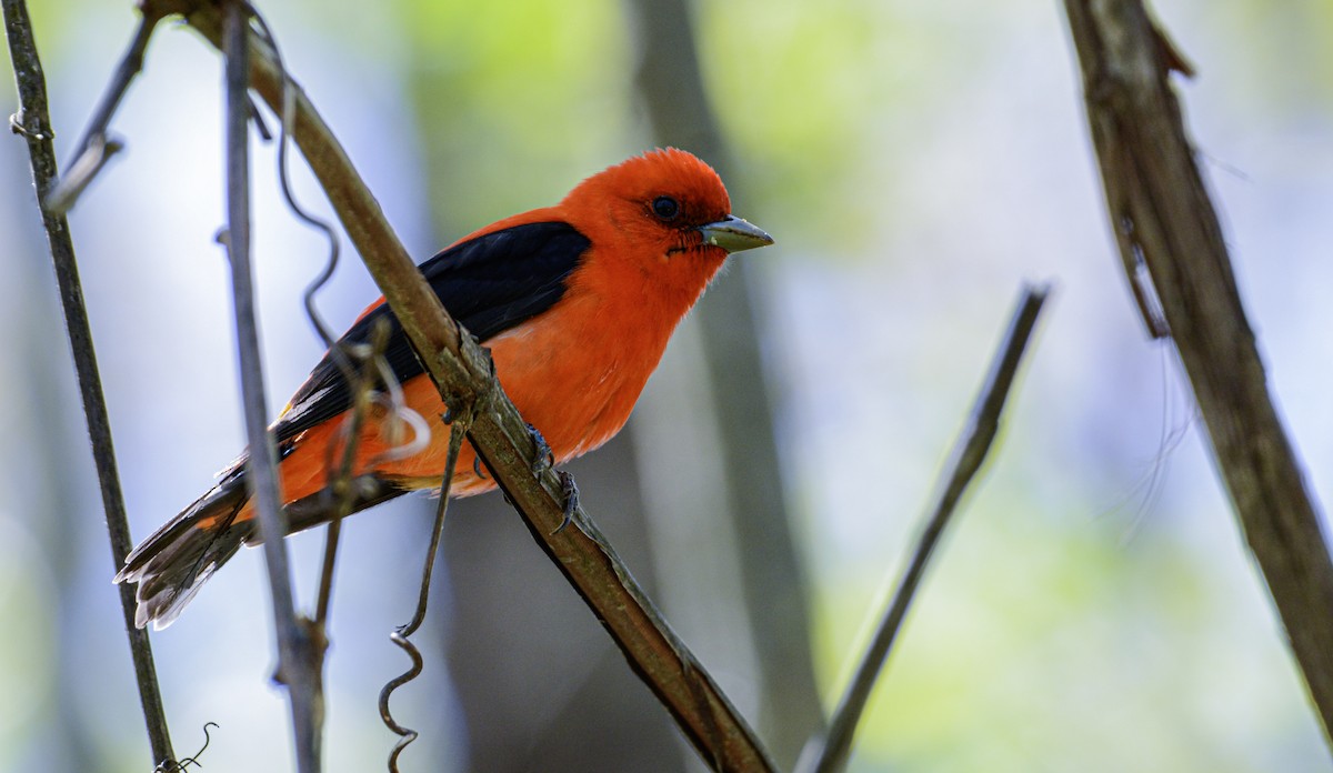 Scarlet Tanager - ML616441746