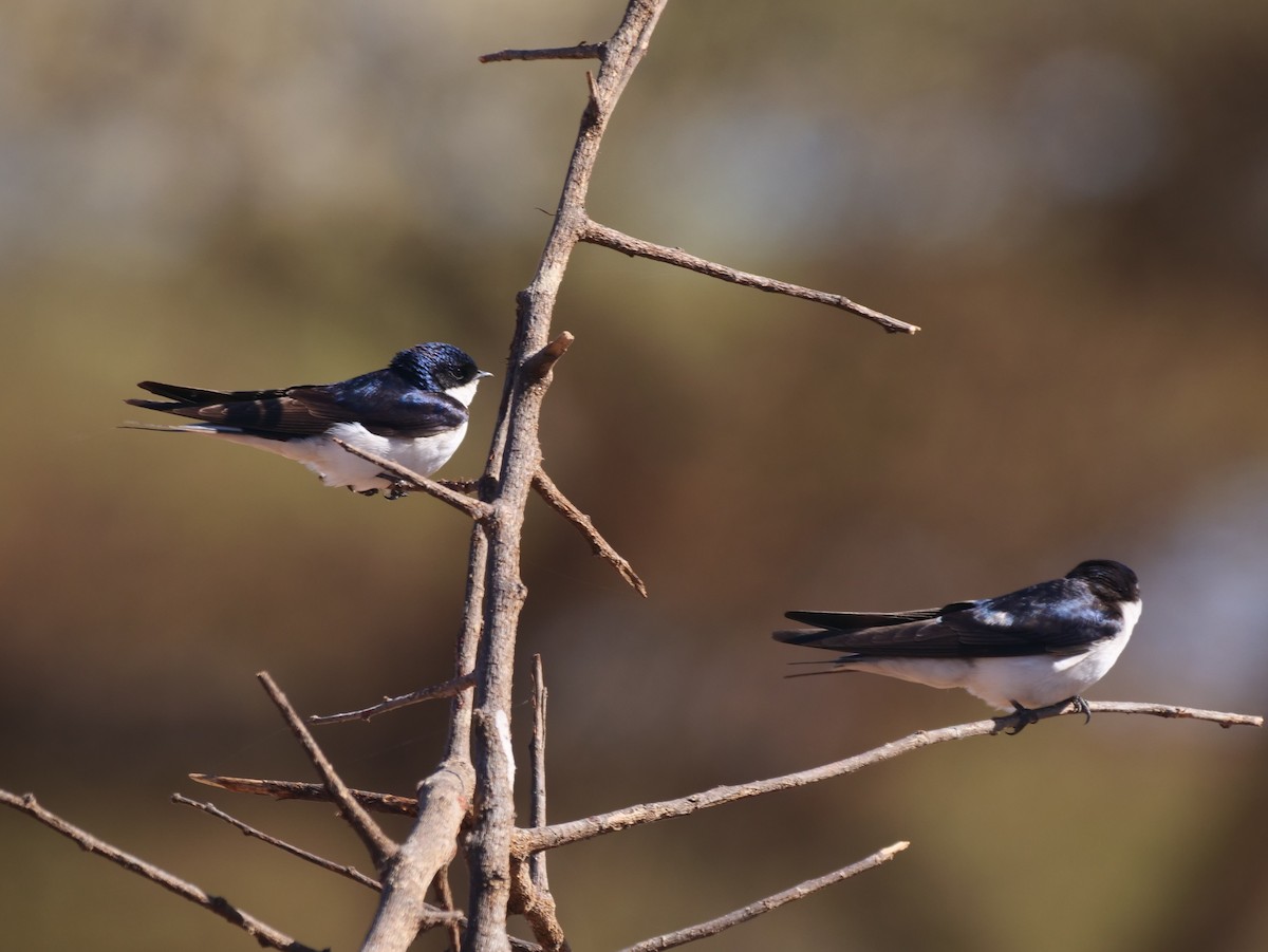 White-tailed Swallow - Brett Hartl