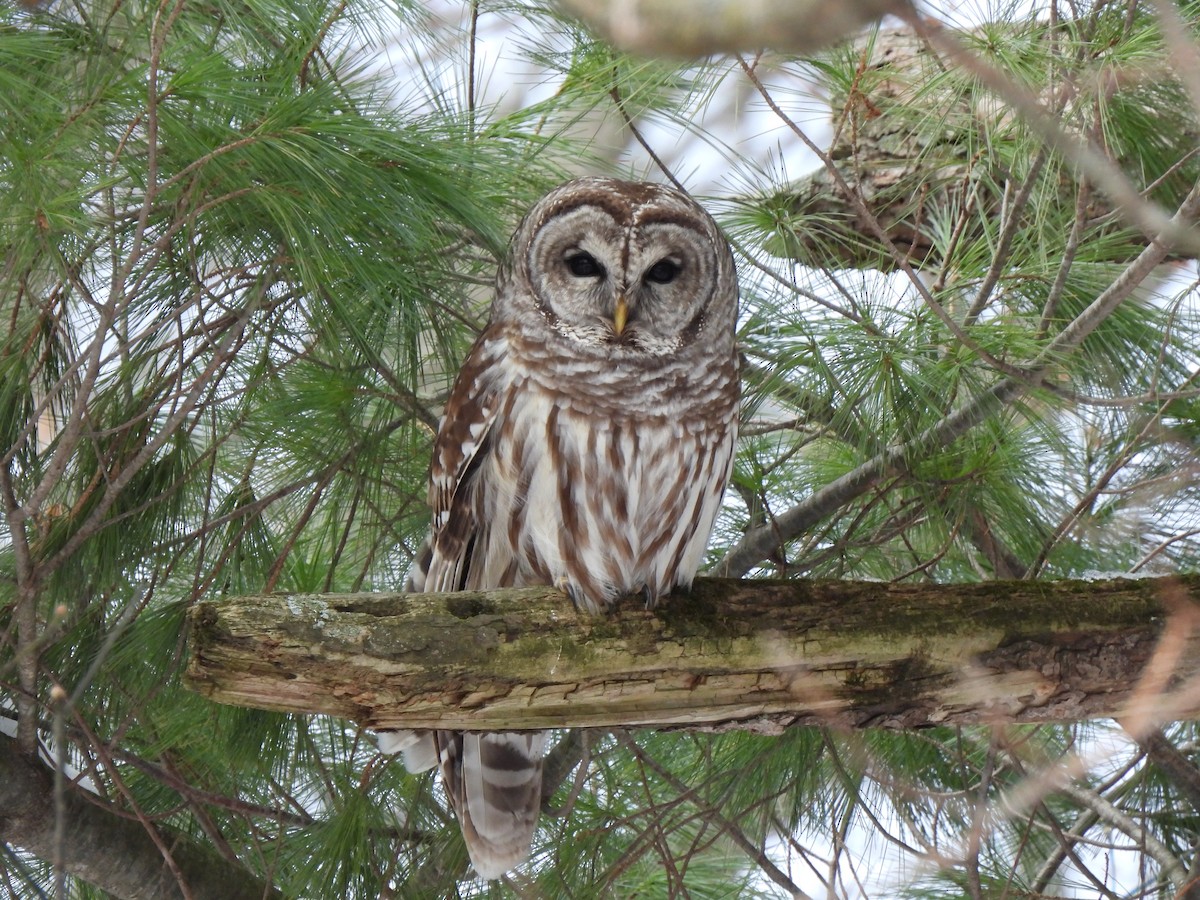 Barred Owl - ML616441932