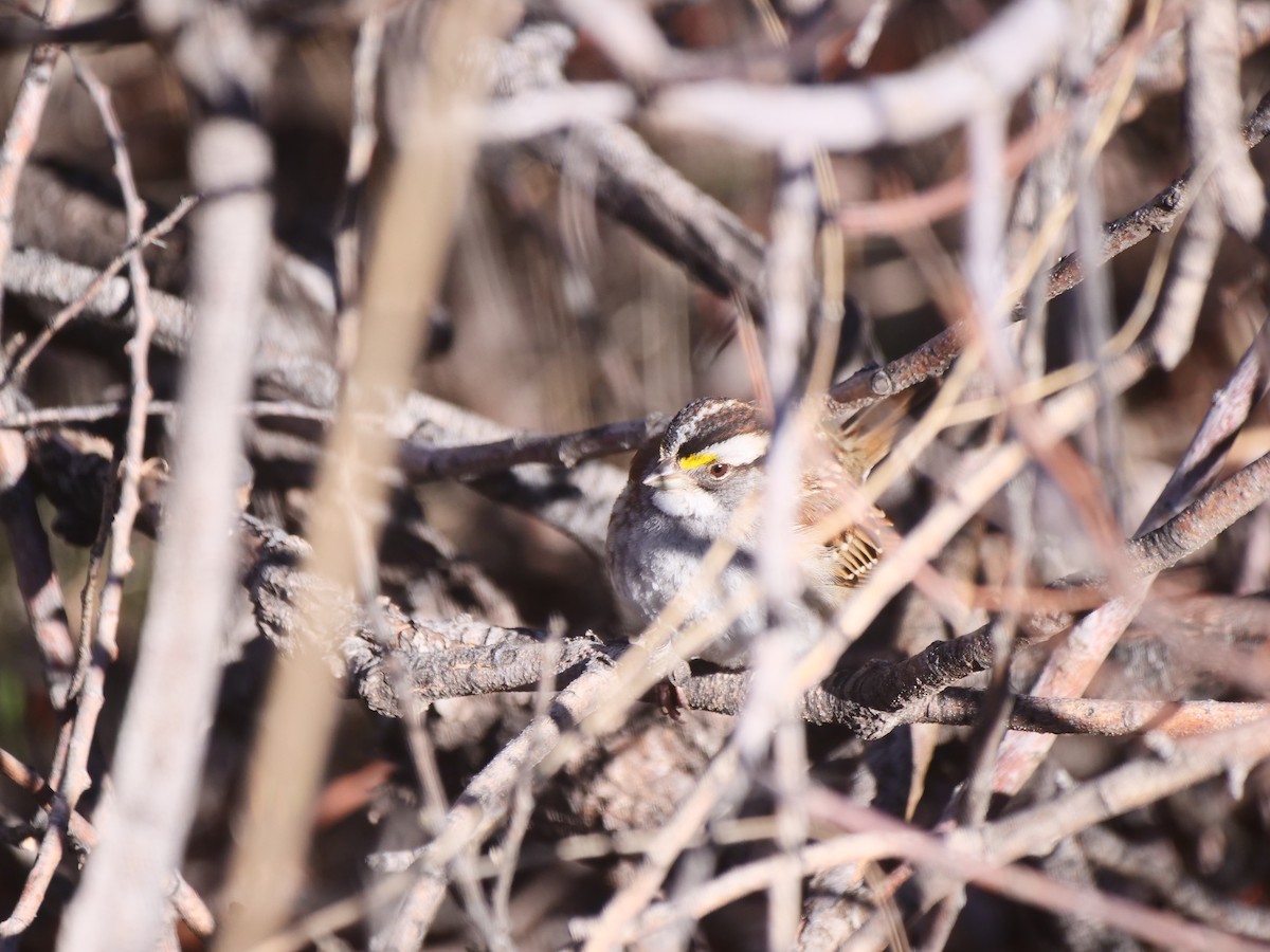 White-throated Sparrow - Brett Hartl