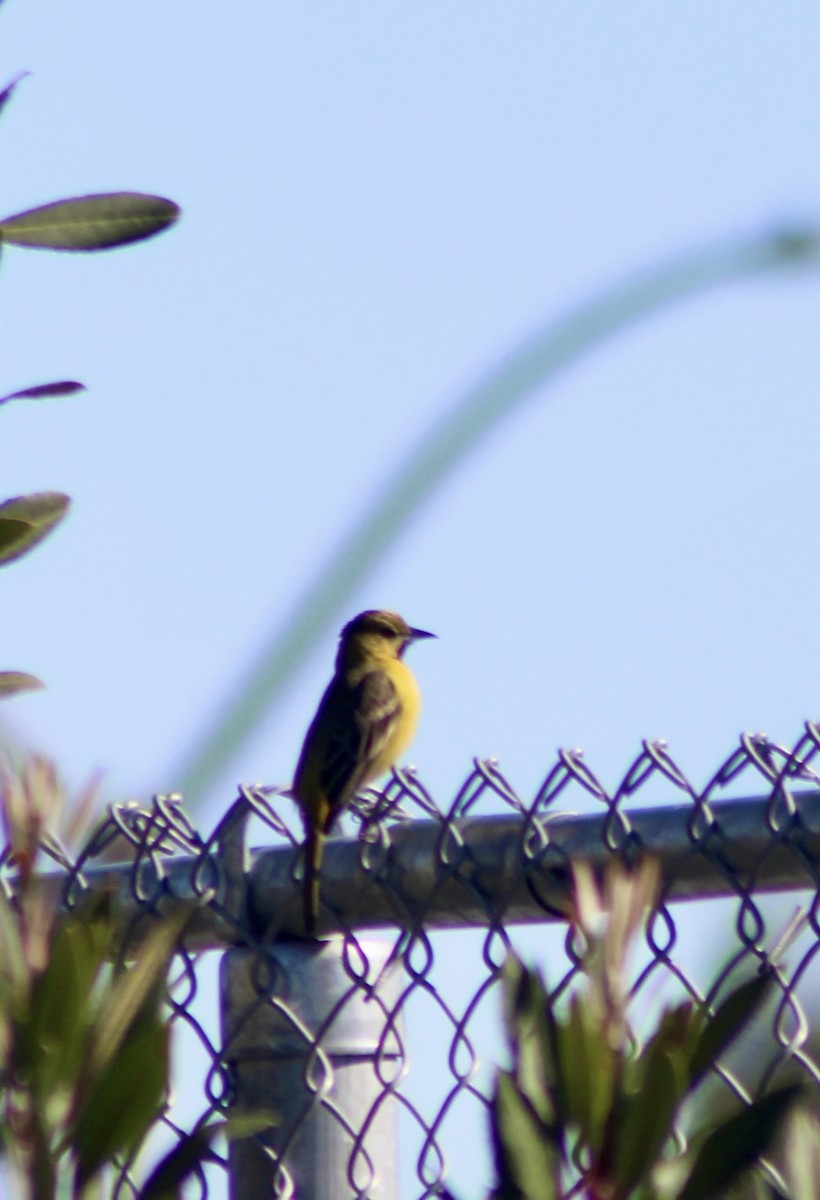 Orchard Oriole - ML616442086