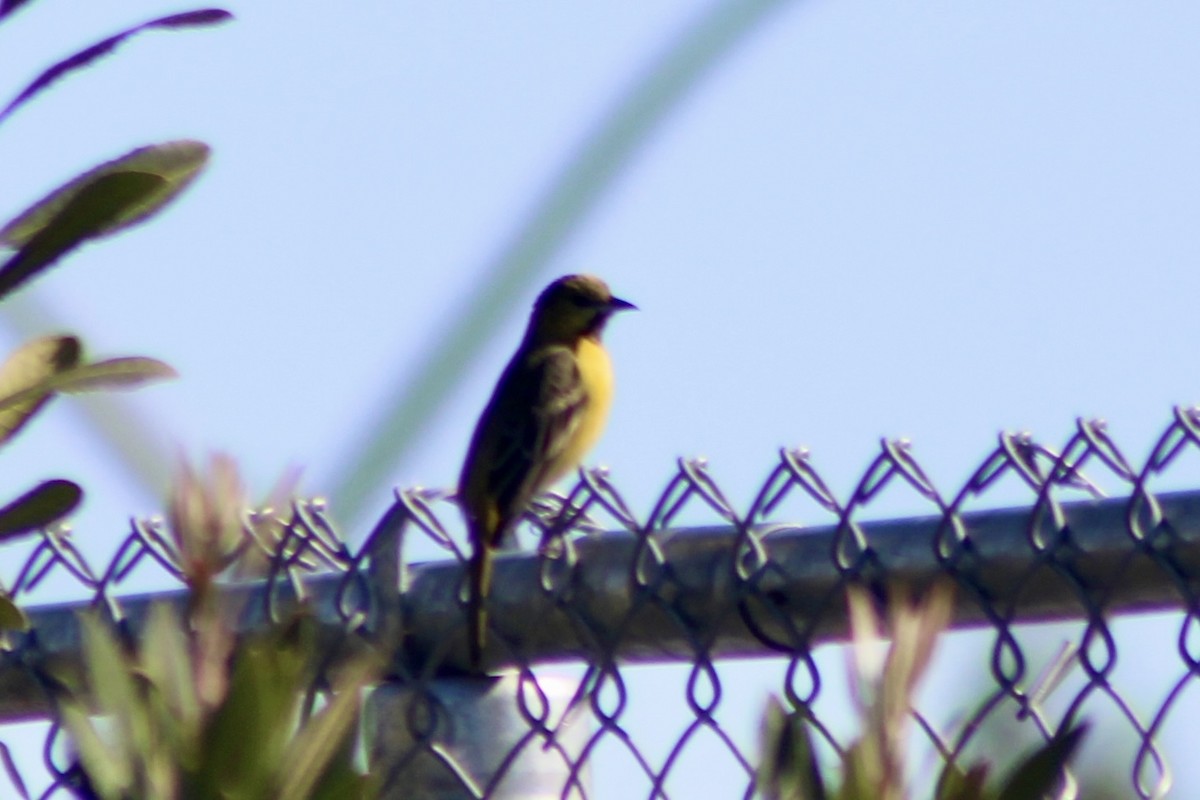 Orchard Oriole - ML616442087