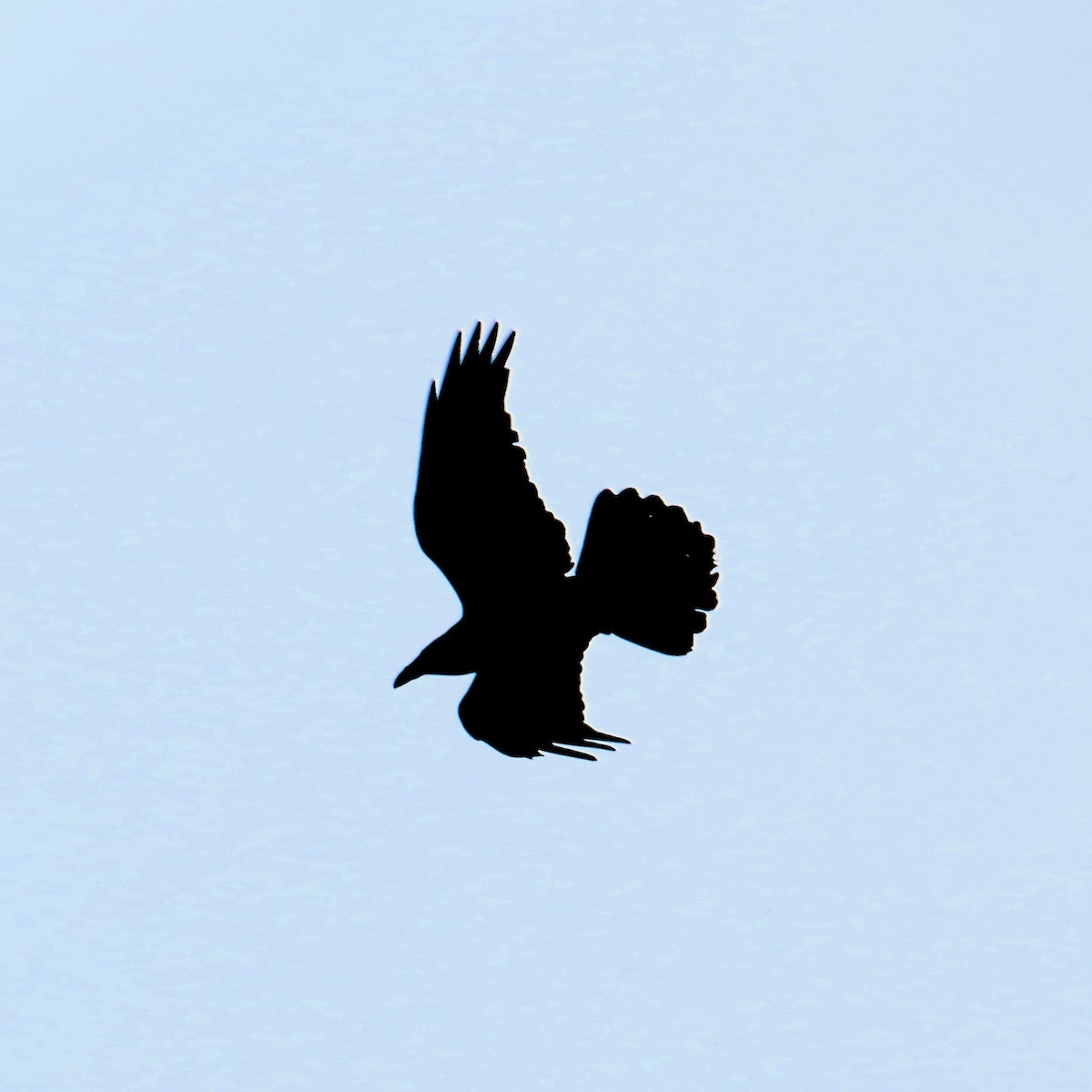 Common Raven - ML616442393