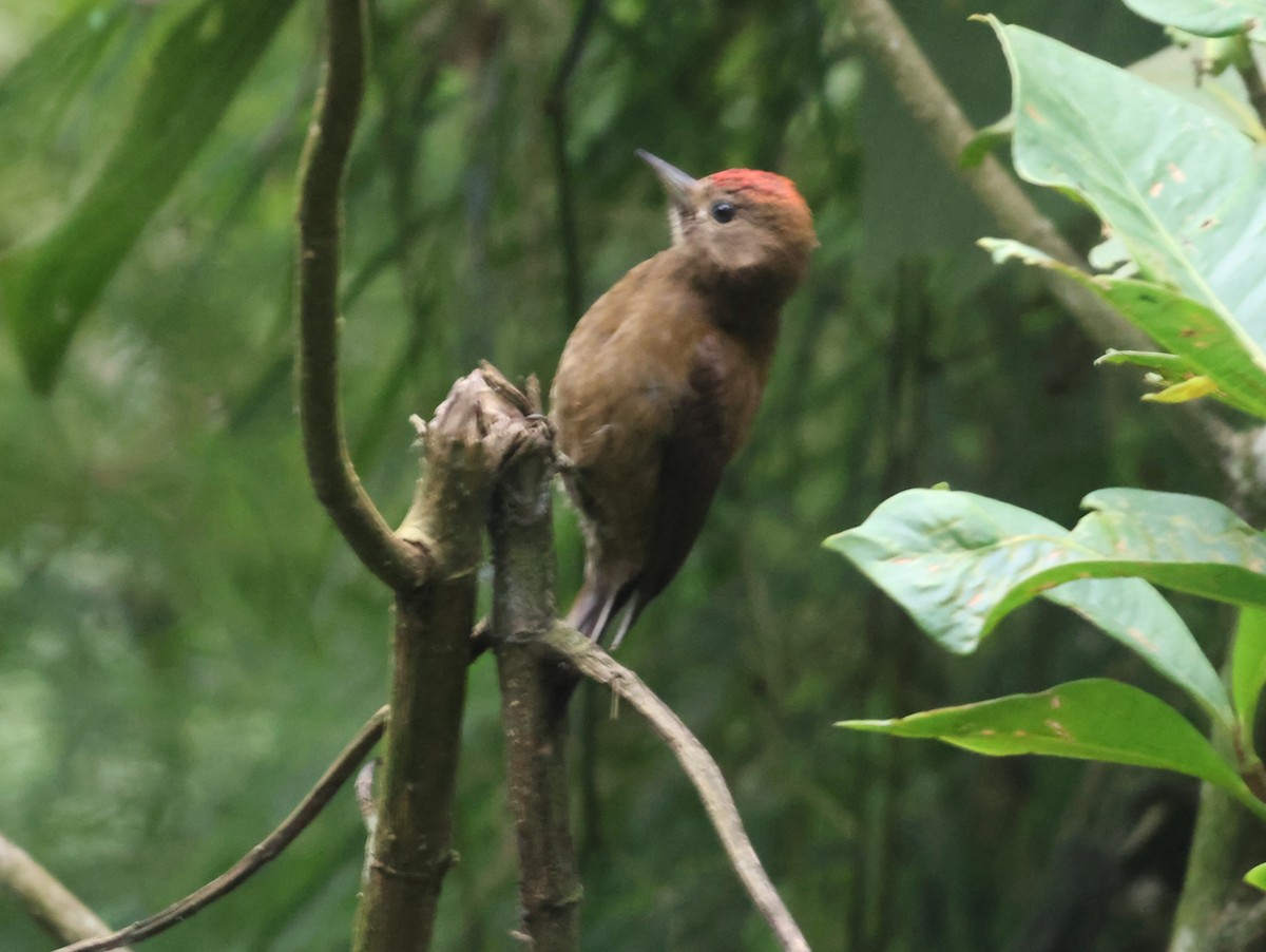 Smoky-brown Woodpecker - Jorge Alcalá