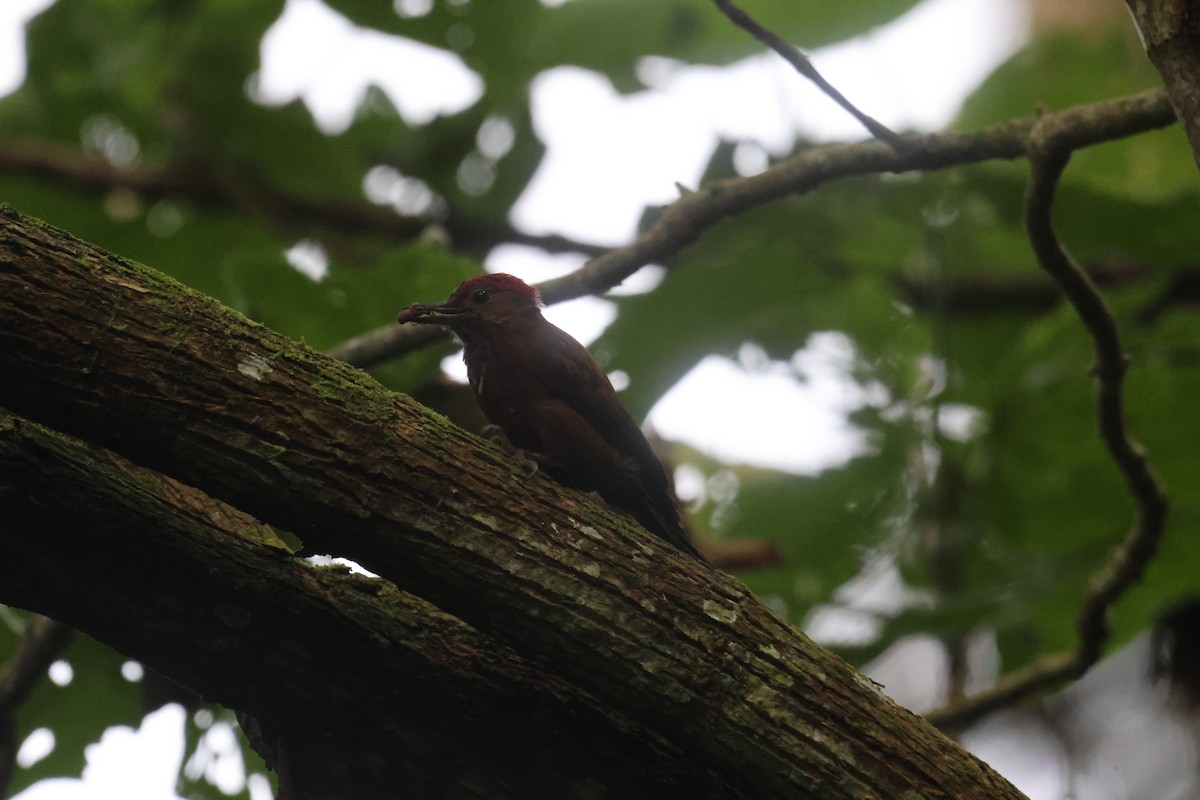 Smoky-brown Woodpecker - Jorge Alcalá