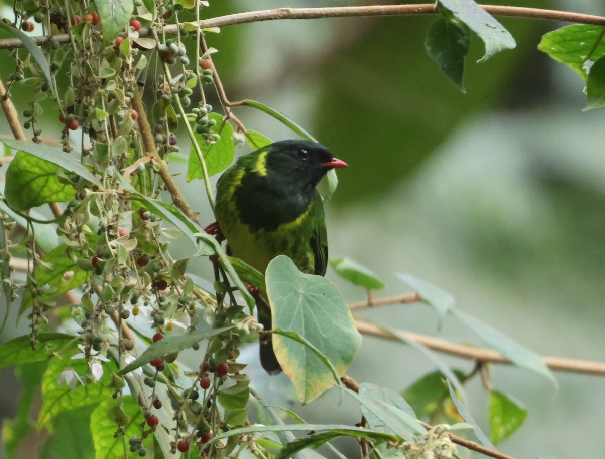 Green-and-black Fruiteater - ML616442473