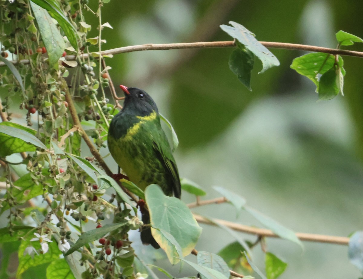 Green-and-black Fruiteater - ML616442475