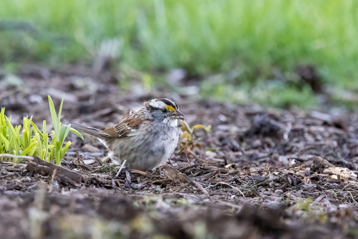 White-throated Sparrow - ML616442483