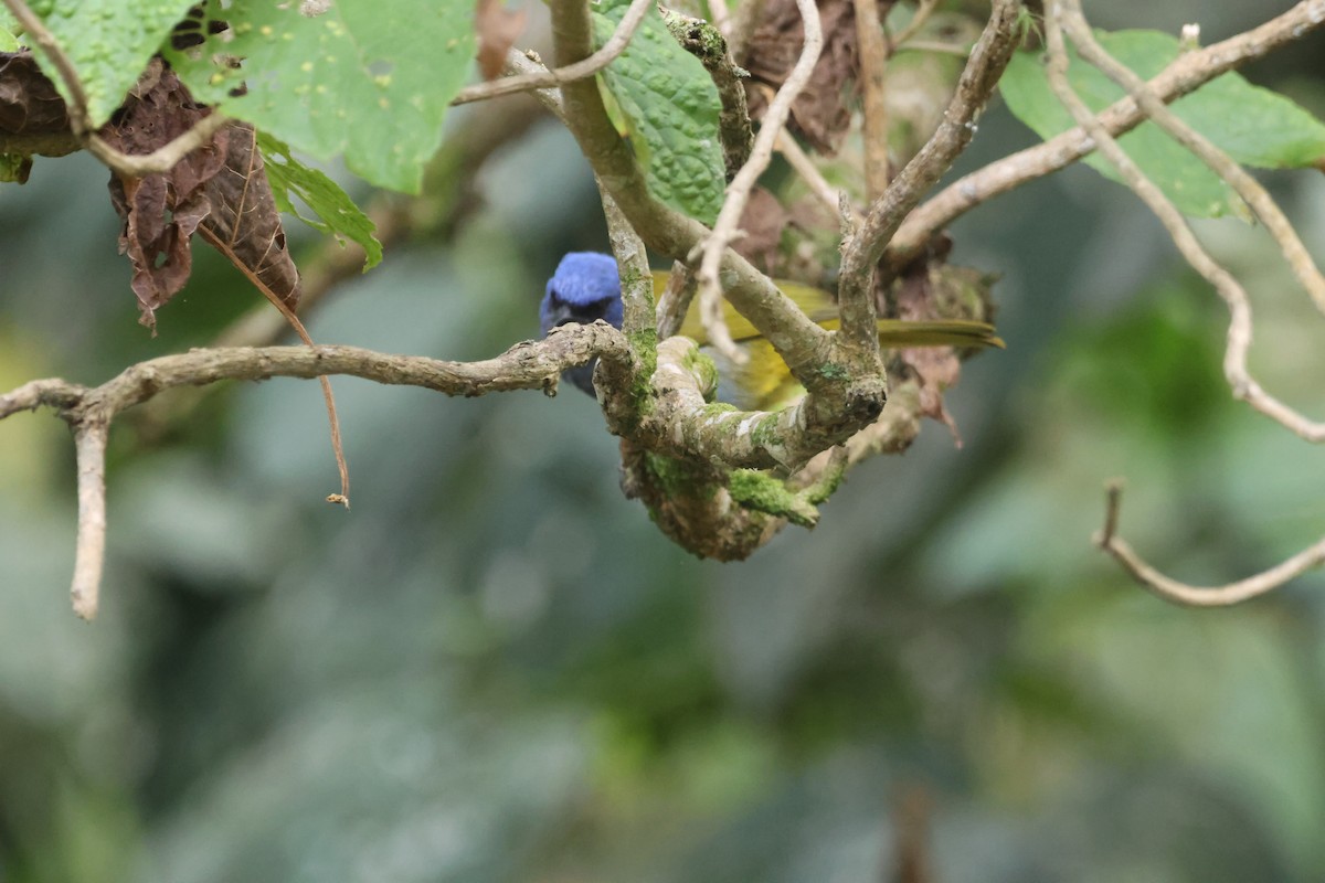 Blue-capped Tanager - ML616442530
