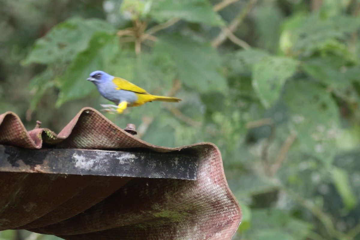 Blue-capped Tanager - ML616442531