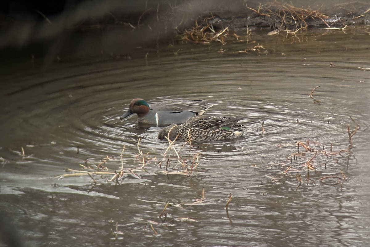 Green-winged Teal (American) - Sulli Gibson