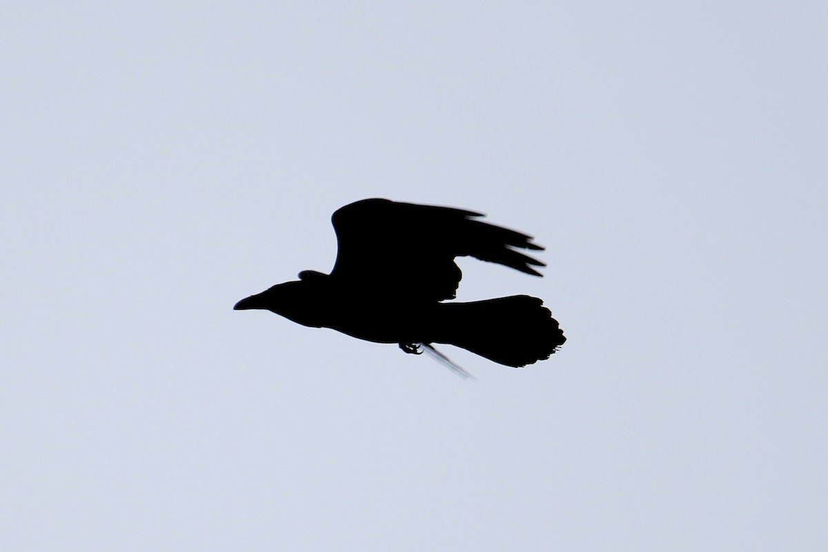 Common Raven - ML616442539
